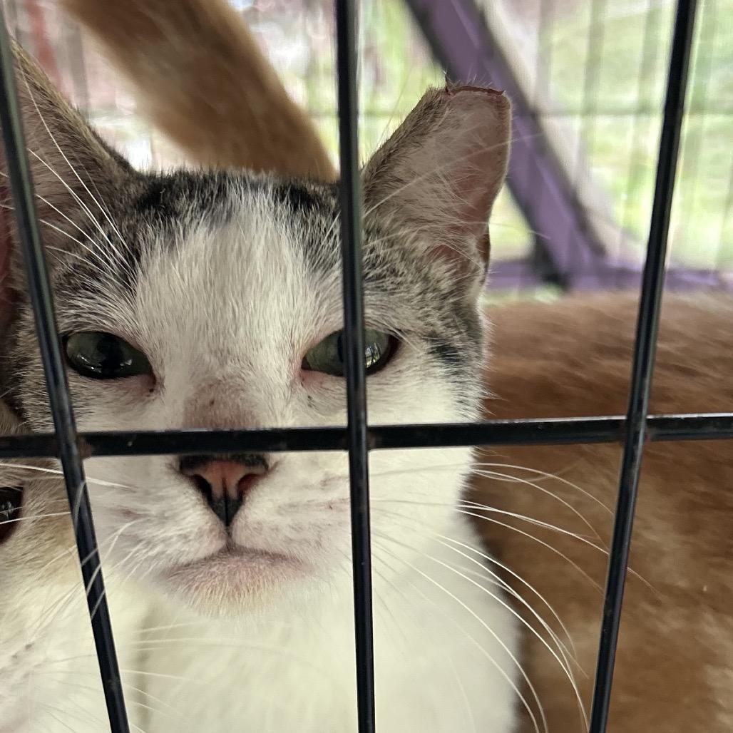 Newbie Z1, Adoptable, Young Male Domestic Short Hair.