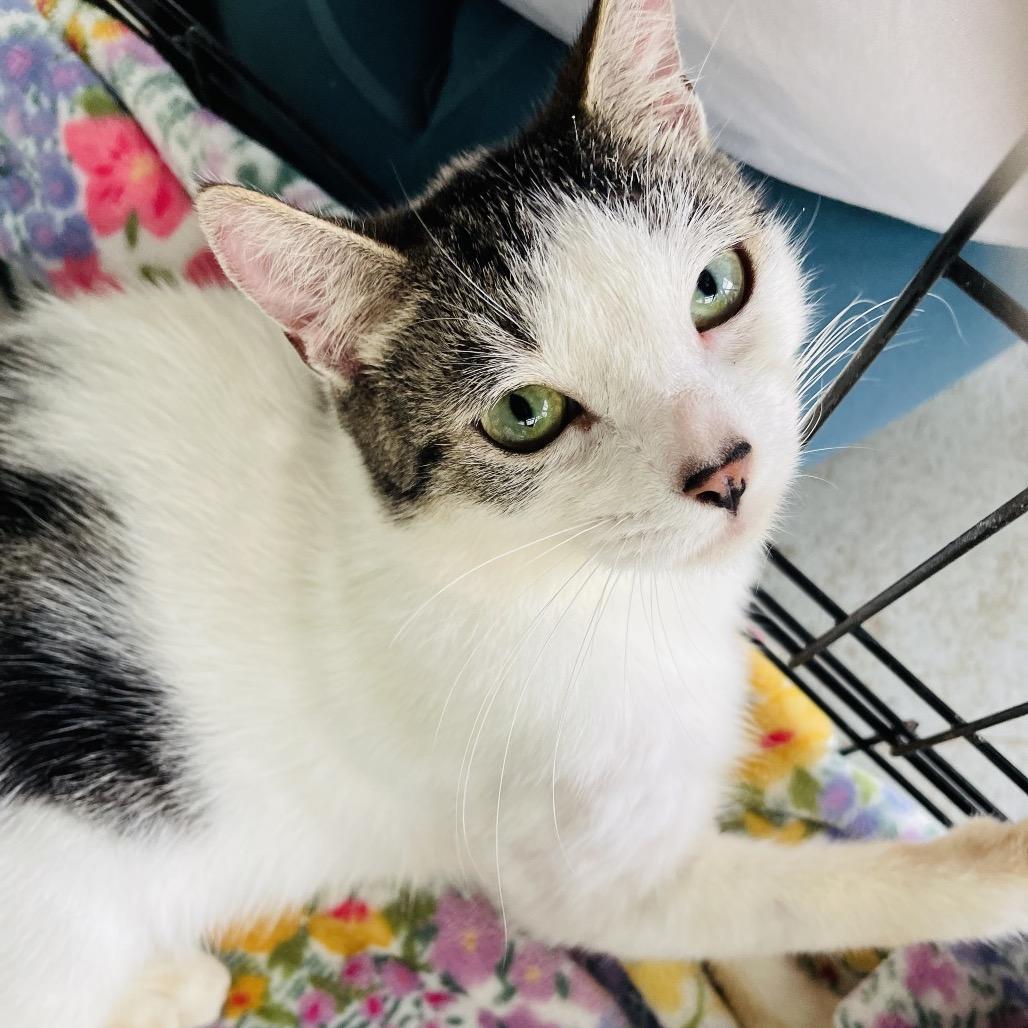 Enlarge Dreamer, a Adoptable Domestic Short Hair in Pahoa, HI image 1/5