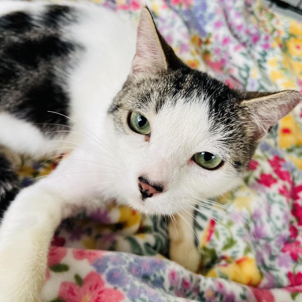 Enlarge Dreamer, a Adoptable Domestic Short Hair in Pahoa, HI image 5/5