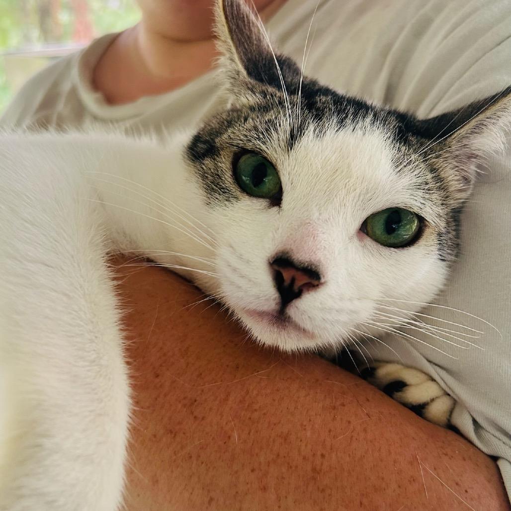 Dreamer, a Adoptable Domestic Short Hair in Pahoa, HI image 6/6