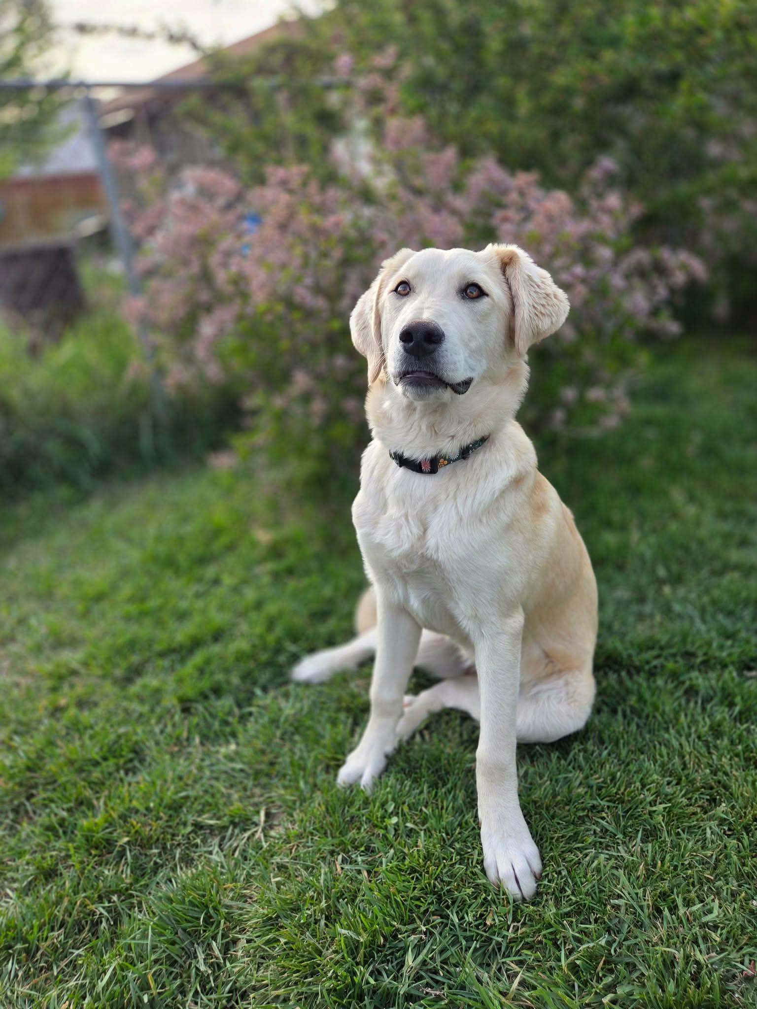 Ambrosia, a Adoptable mixed breed in Bountiful, UT image 1/3