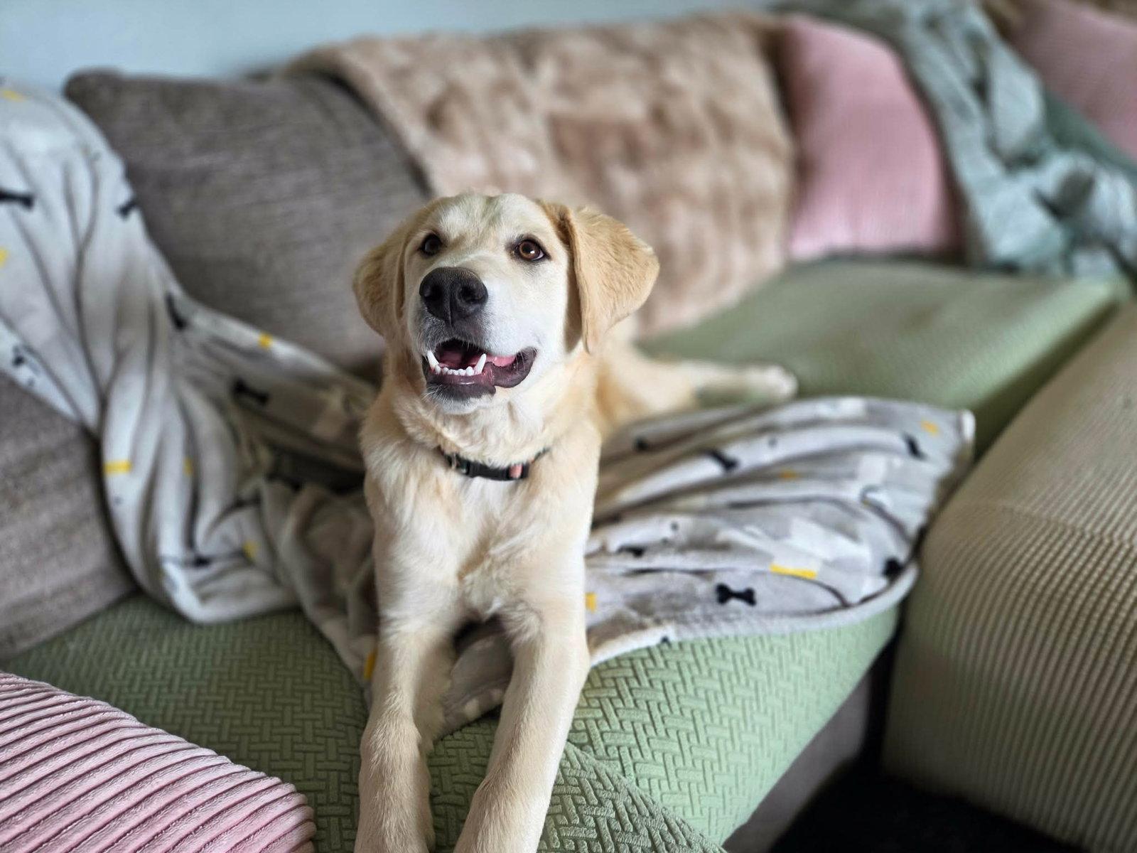 Ambrosia, Adoptable, Young Female Great Pyrenees & Labrador Retriever.