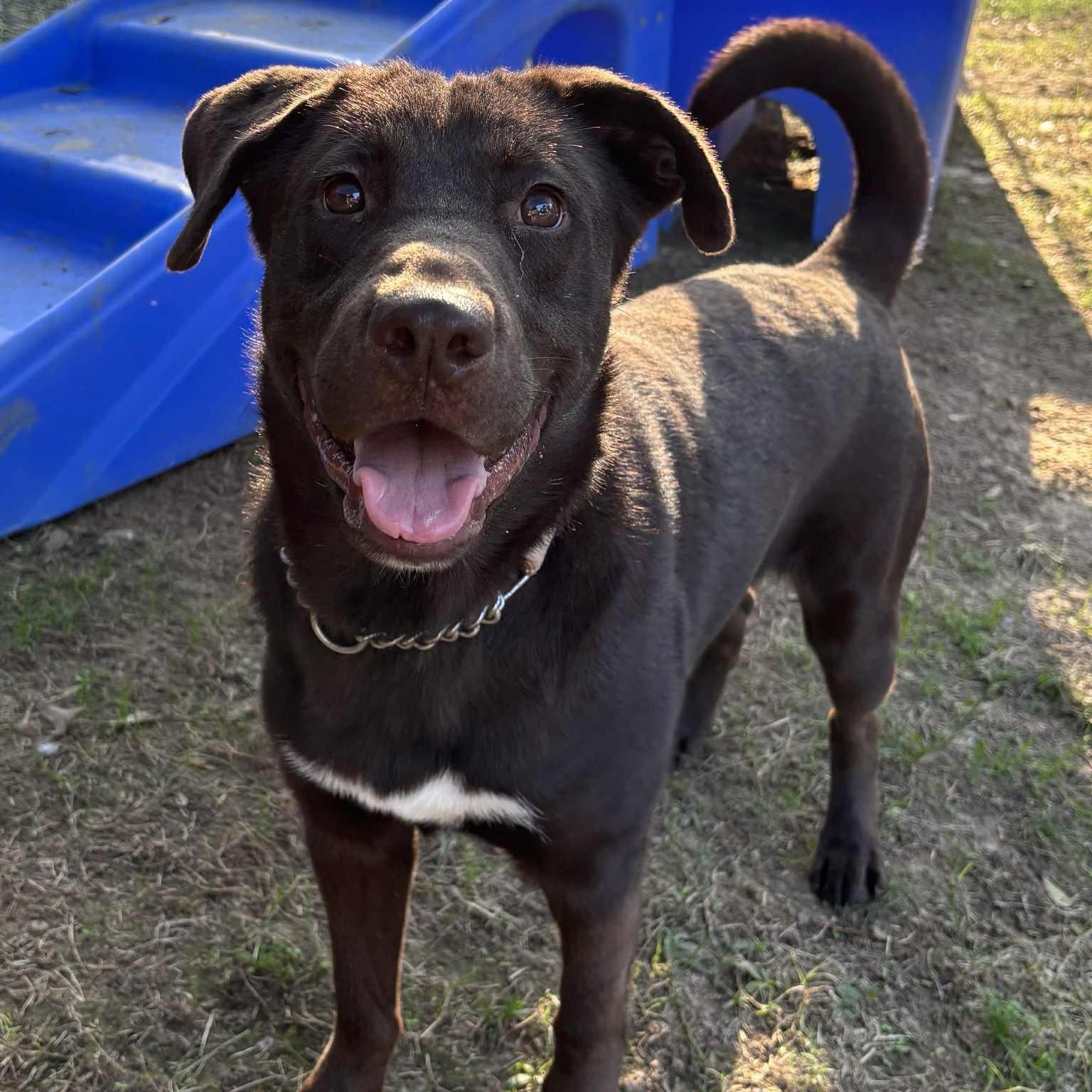 Grant, a Adoptable mixed breed in Jay, NY image 3/5