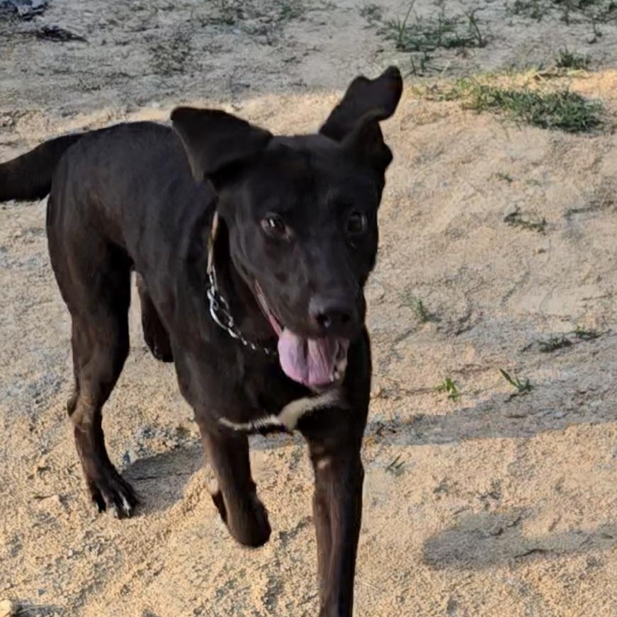 Grant, a Adoptable mixed breed in Jay, NY image 5/5