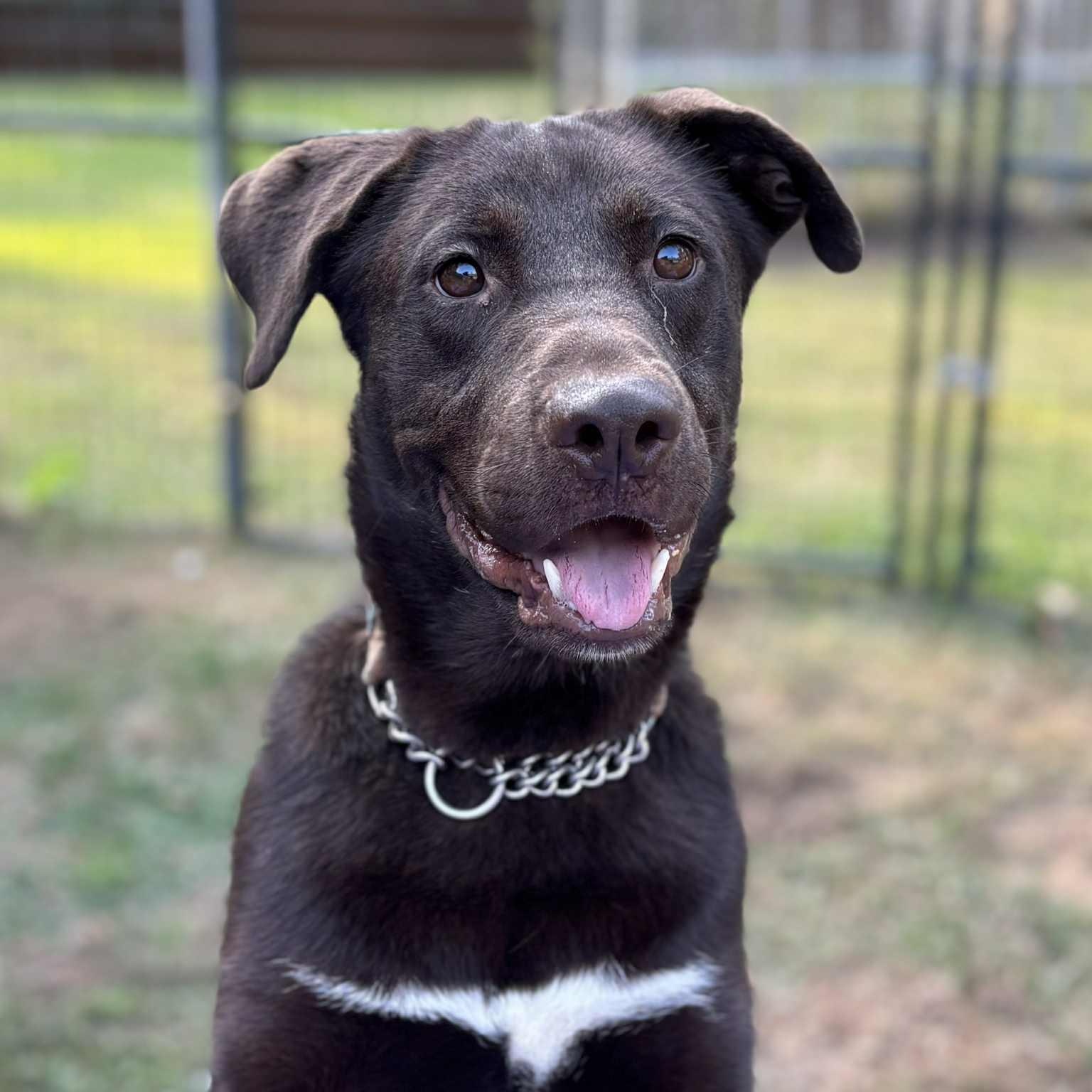 Grant, a Adoptable mixed breed in Jay, NY image 2/5