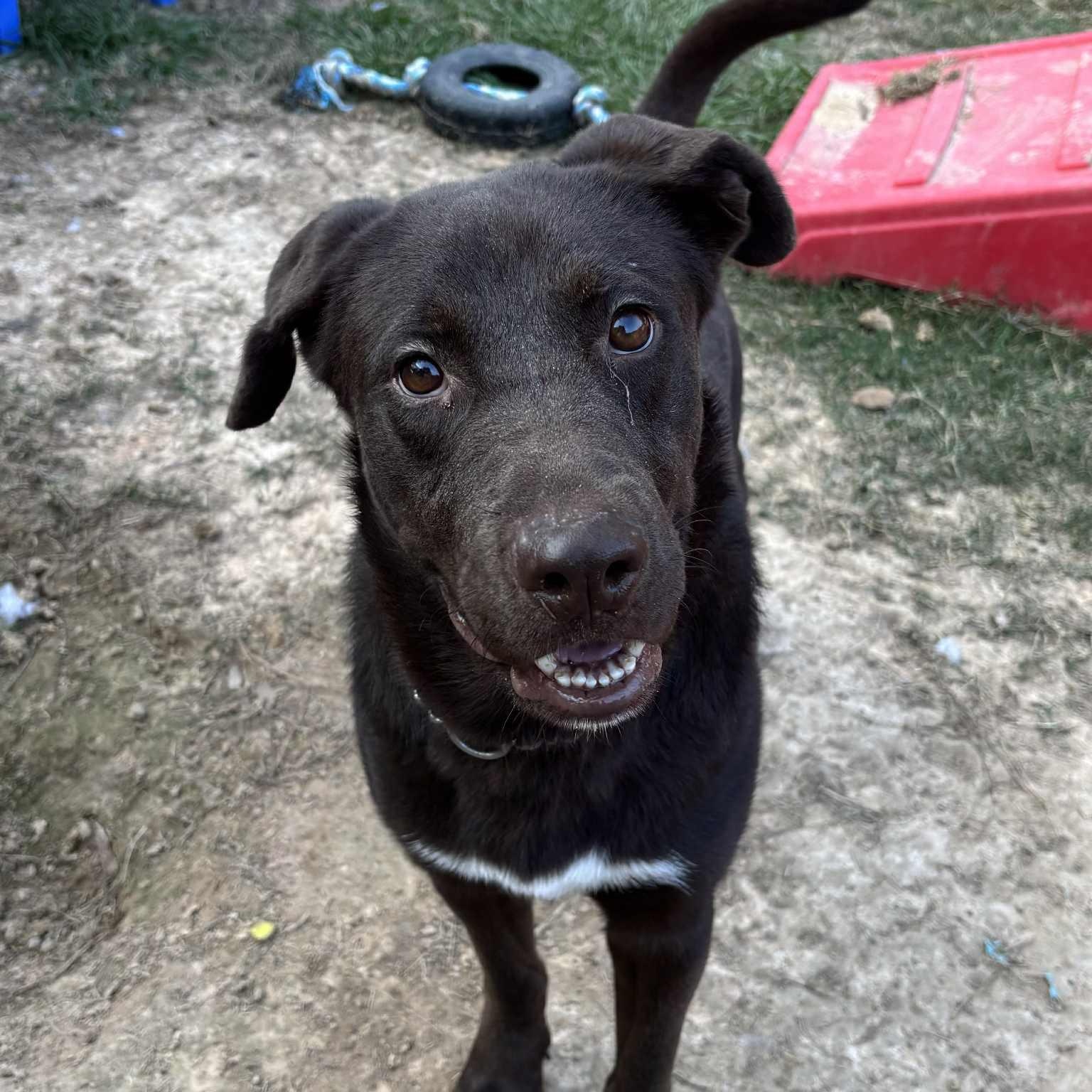 Grant, a Adoptable mixed breed in Jay, NY image 4/5
