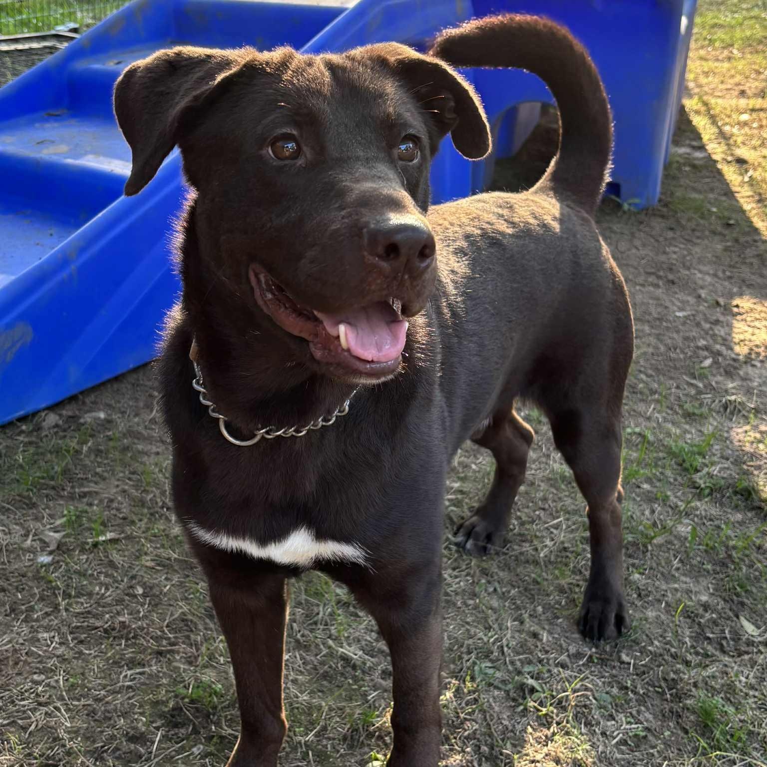 Grant, Adoptable, Young Male Chocolate Labrador Retriever.