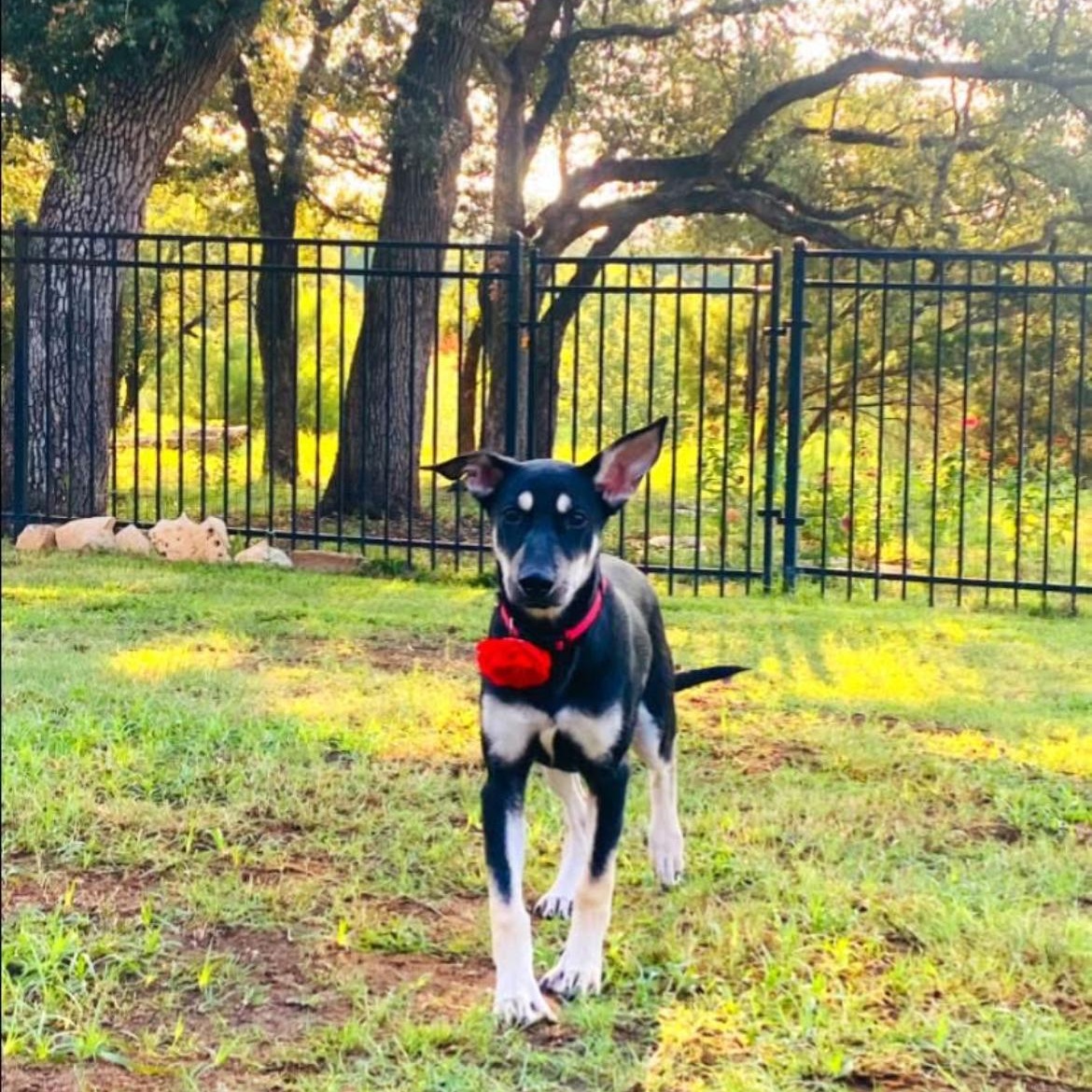 Enlarge Blesyn, a Adopted mixed breed in St. Louis, MO image 3/6