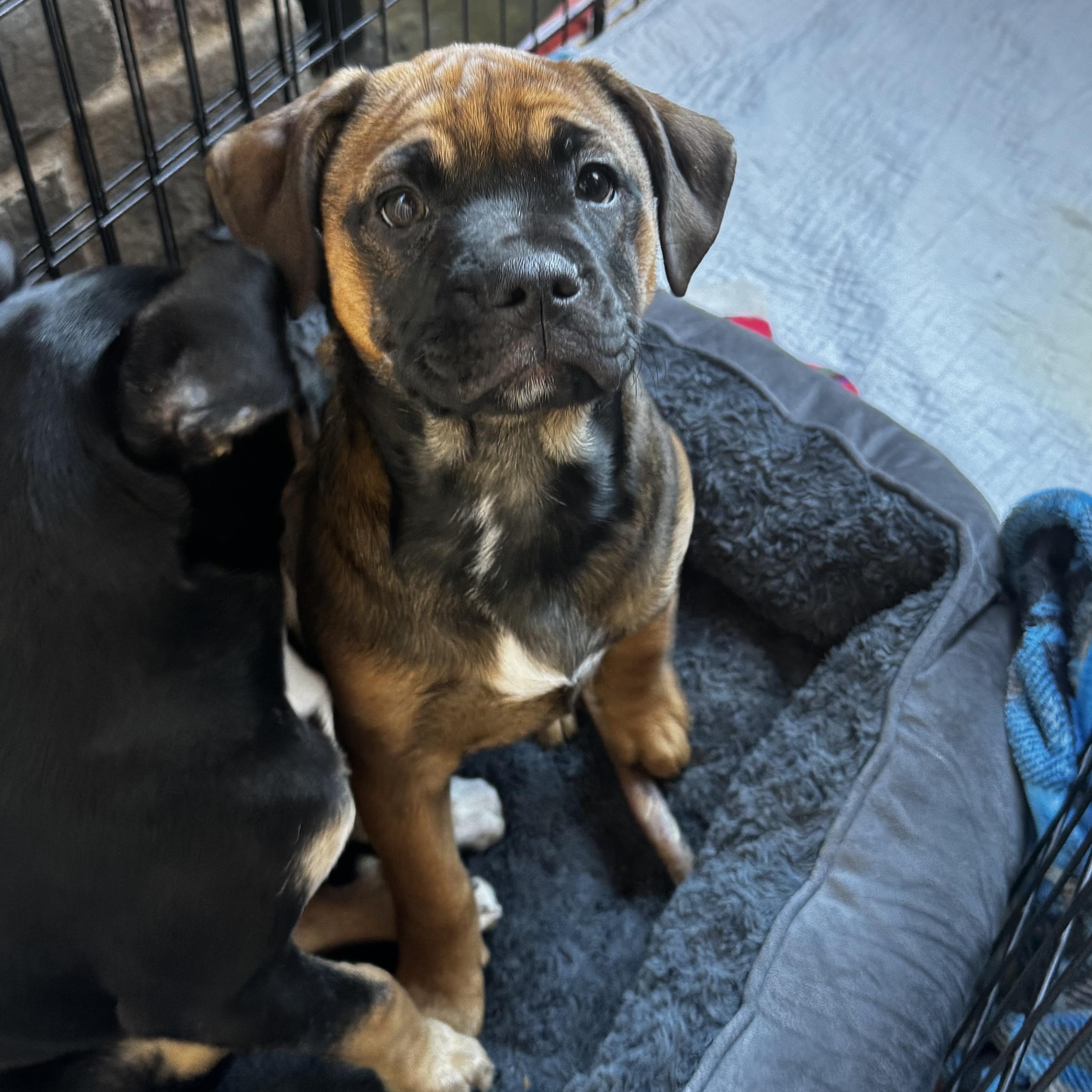 Genevieve, ADOPTABLE, Puppy Female Mixed Breed.