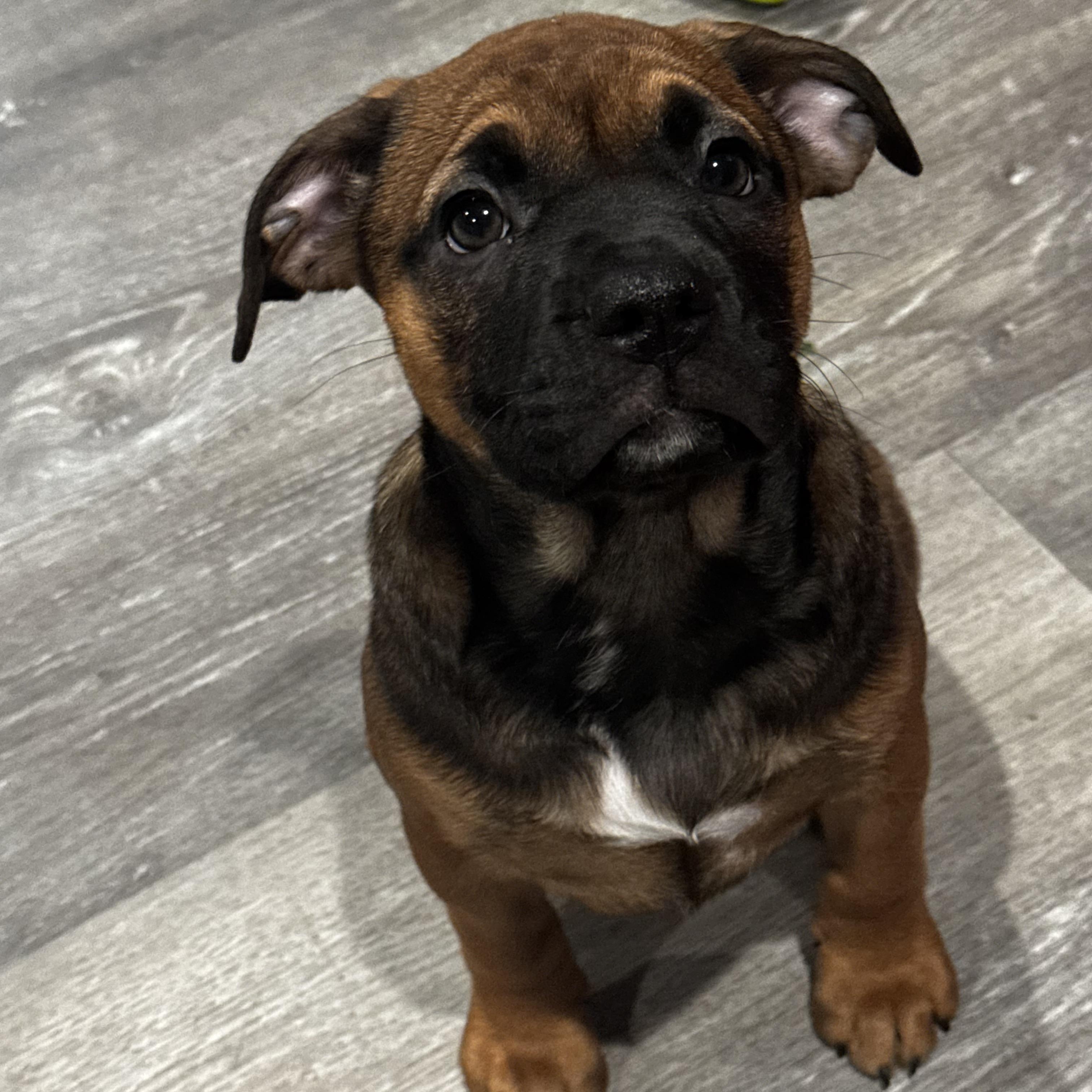 Genevieve, ADOPTABLE, Puppy Female Shepherd.