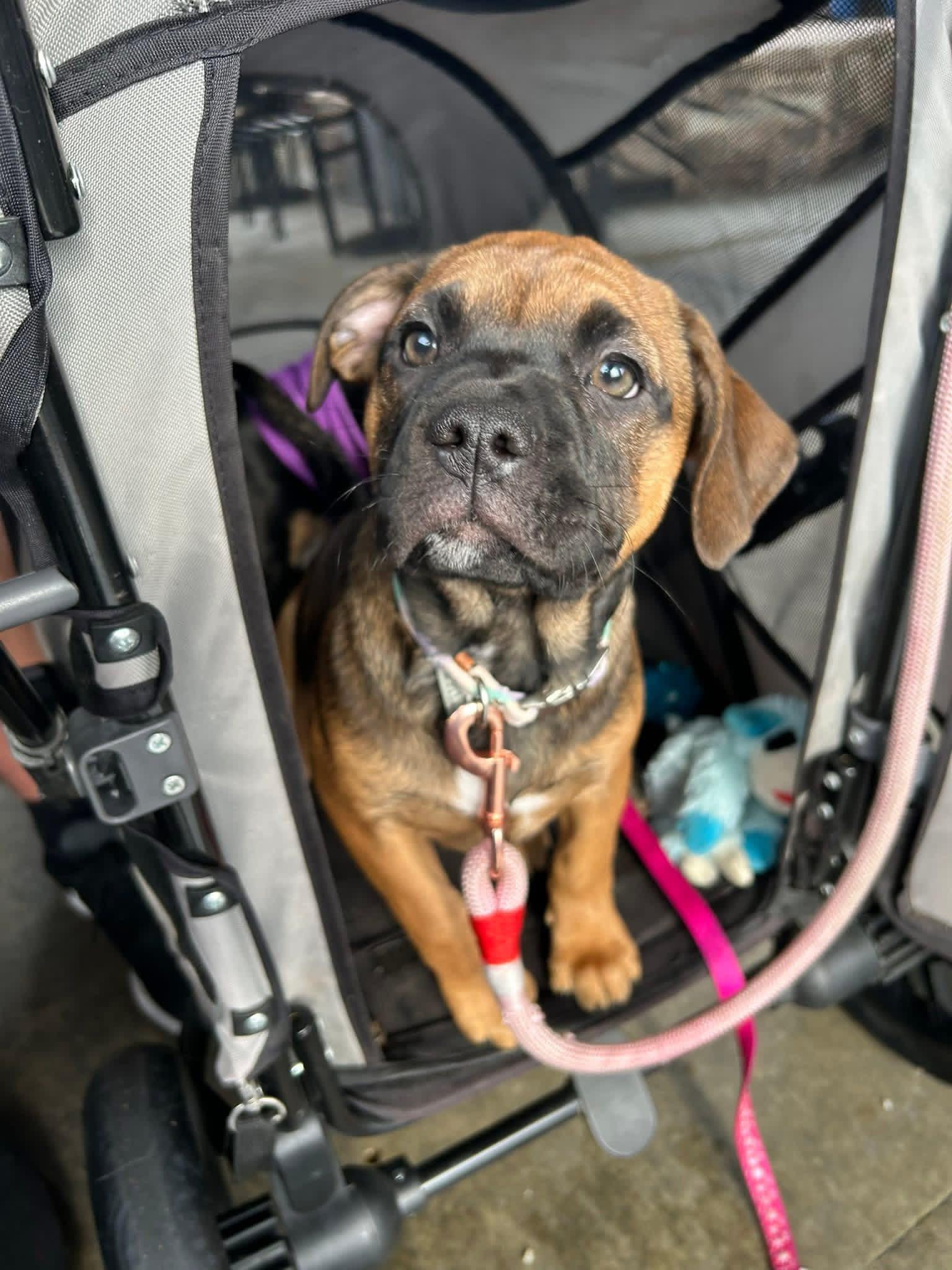 Enlarge Genevieve, a ADOPTABLE mixed breed in Lincoln, CA image 3/3
