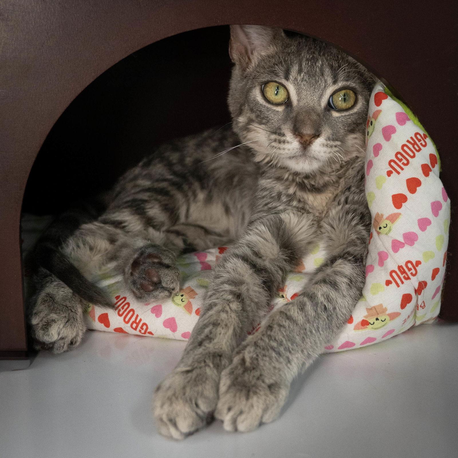 Enlarge Tiny Tim, a Adopted Domestic Short Hair in Wilmington, NC image 1/1