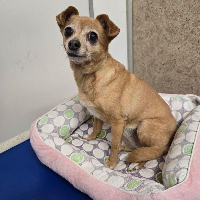 Lady, adopted, Adult Female Chihuahua.