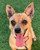 Phoebe D5733, Adoptable, Young Female Chihuahua.