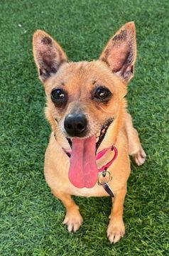 Enlarge Phoebe D5733, a Adoptable Chihuahua in Fremont, CA image 2/2