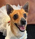 Phoebe D5733, Adoptable, Young Female Chihuahua.