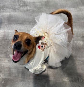 Phoebe D5733, a Adoptable Chihuahua in Fremont, CA image 2/2