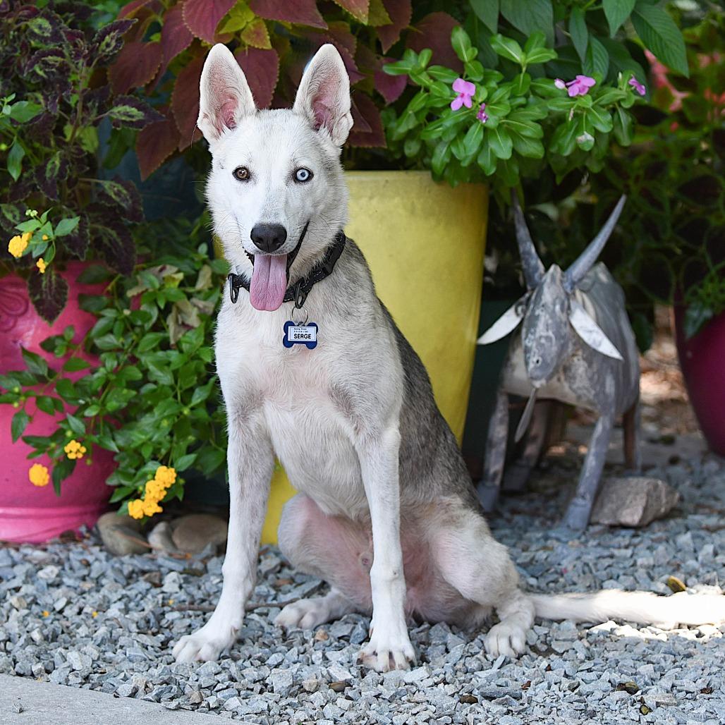 Serge, Adoptable, Young Male Husky & Shepherd.
