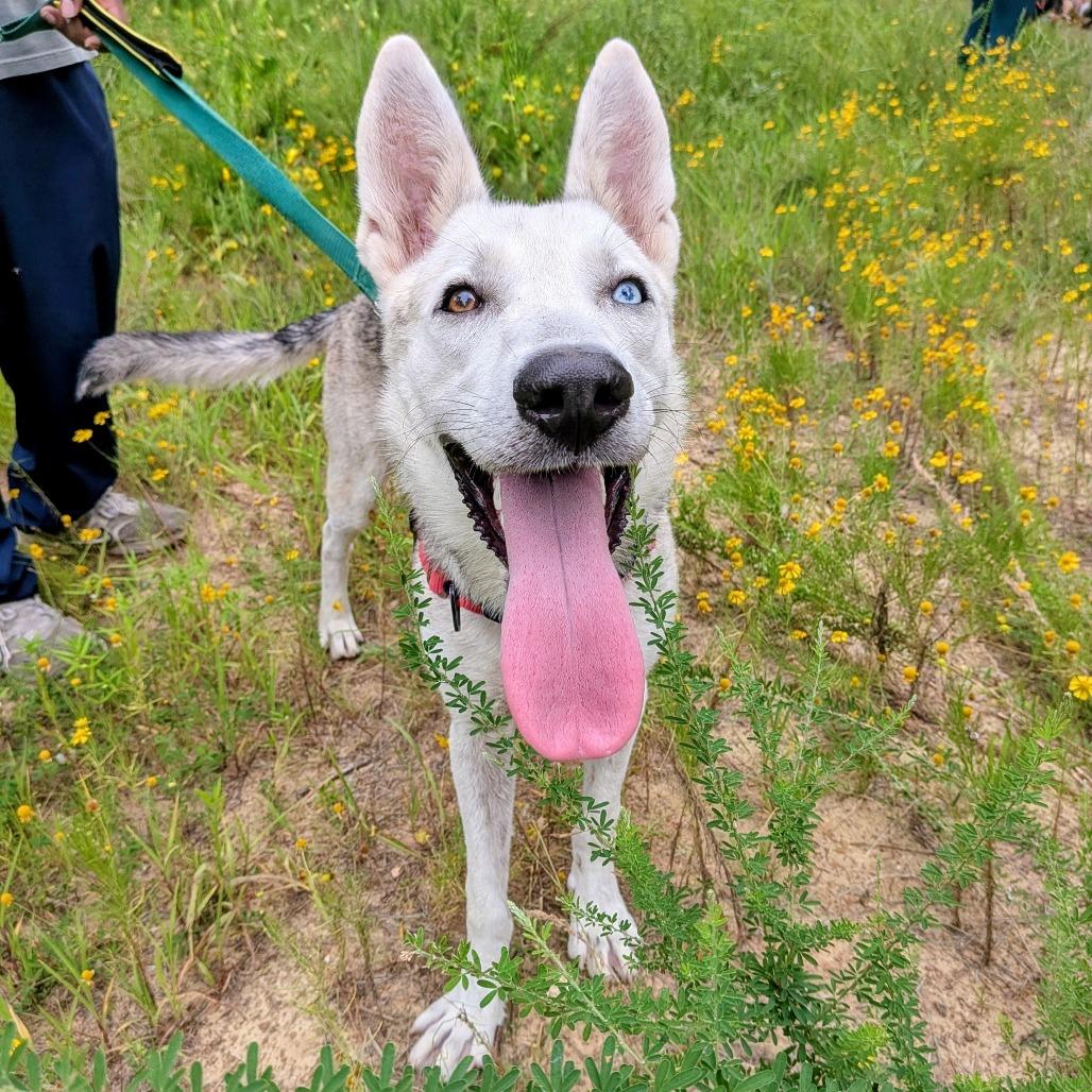 Enlarge Serge, a Adoptable mixed breed in Wake Forest, NC image 2/6