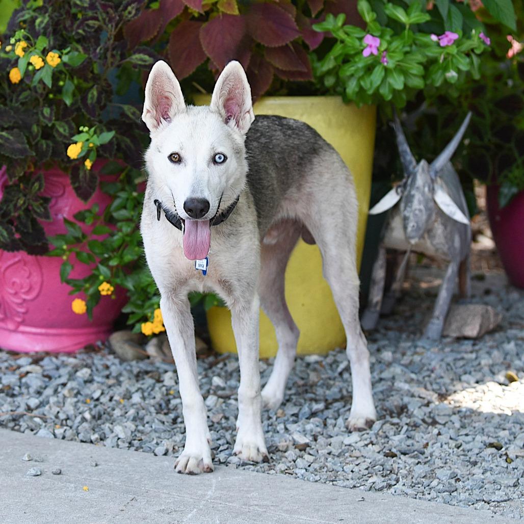 Enlarge Serge, a Adoptable mixed breed in Wake Forest, NC image 3/6