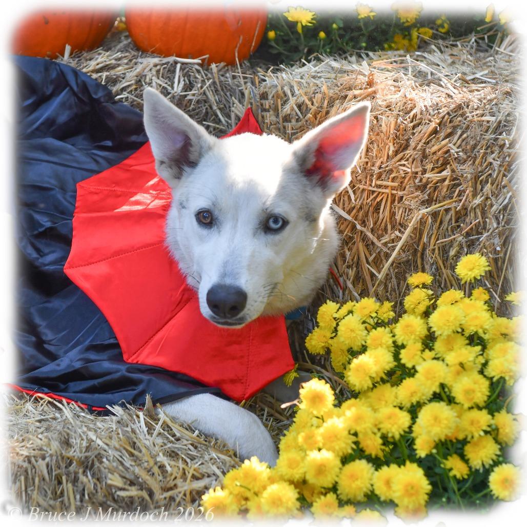 Enlarge Serge, a Adoptable mixed breed in Wake Forest, NC image 4/6