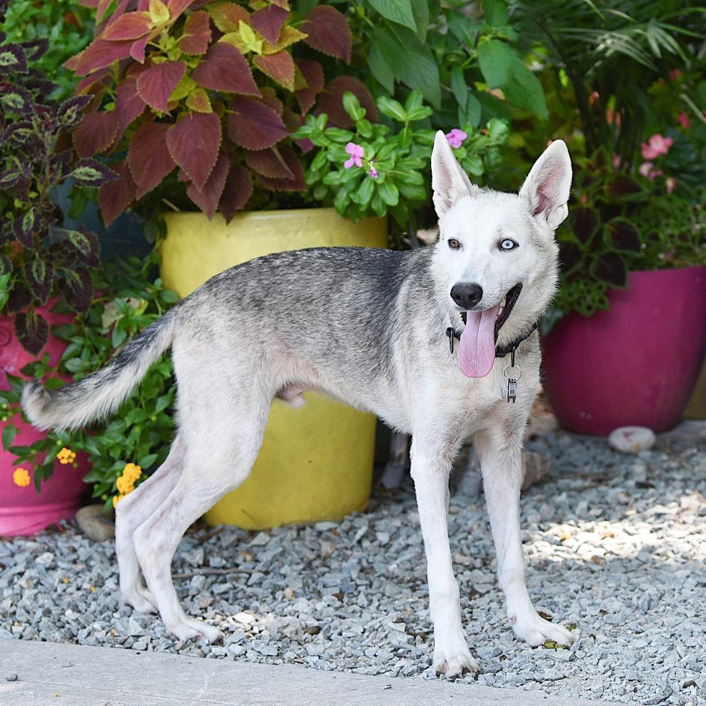 Enlarge Serge, a Adoptable mixed breed in Wake Forest, NC image 5/6