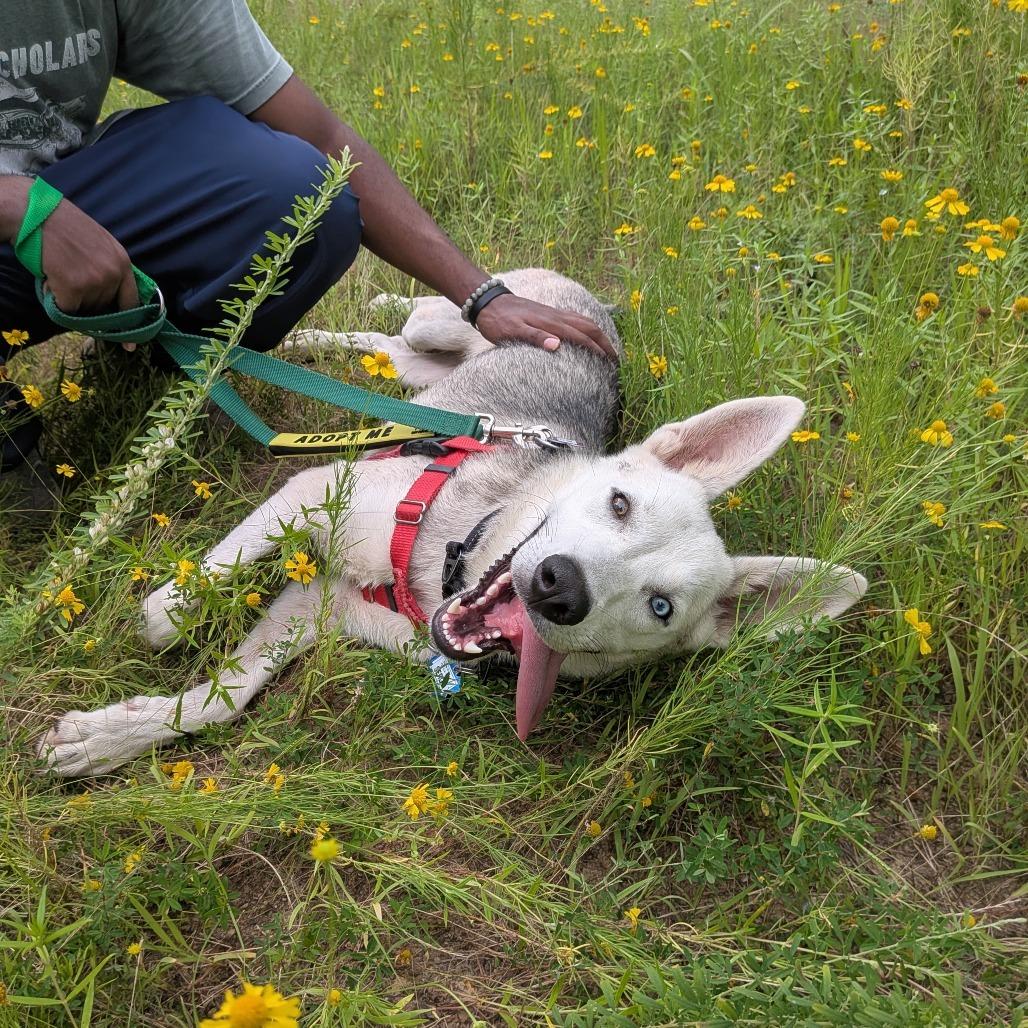 Enlarge Serge, a Adoptable mixed breed in Wake Forest, NC image 6/6