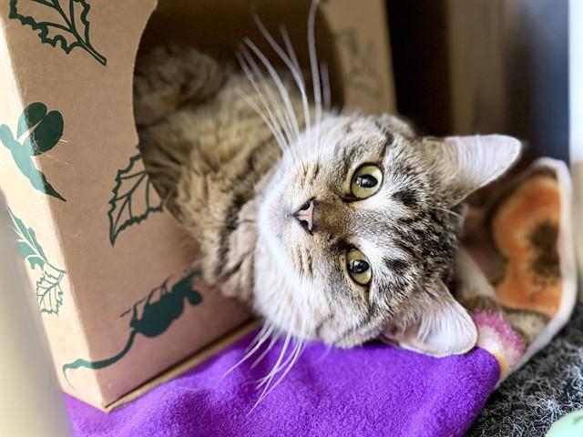 EVERLY, Adoptable, Young Female Domestic Short Hair.