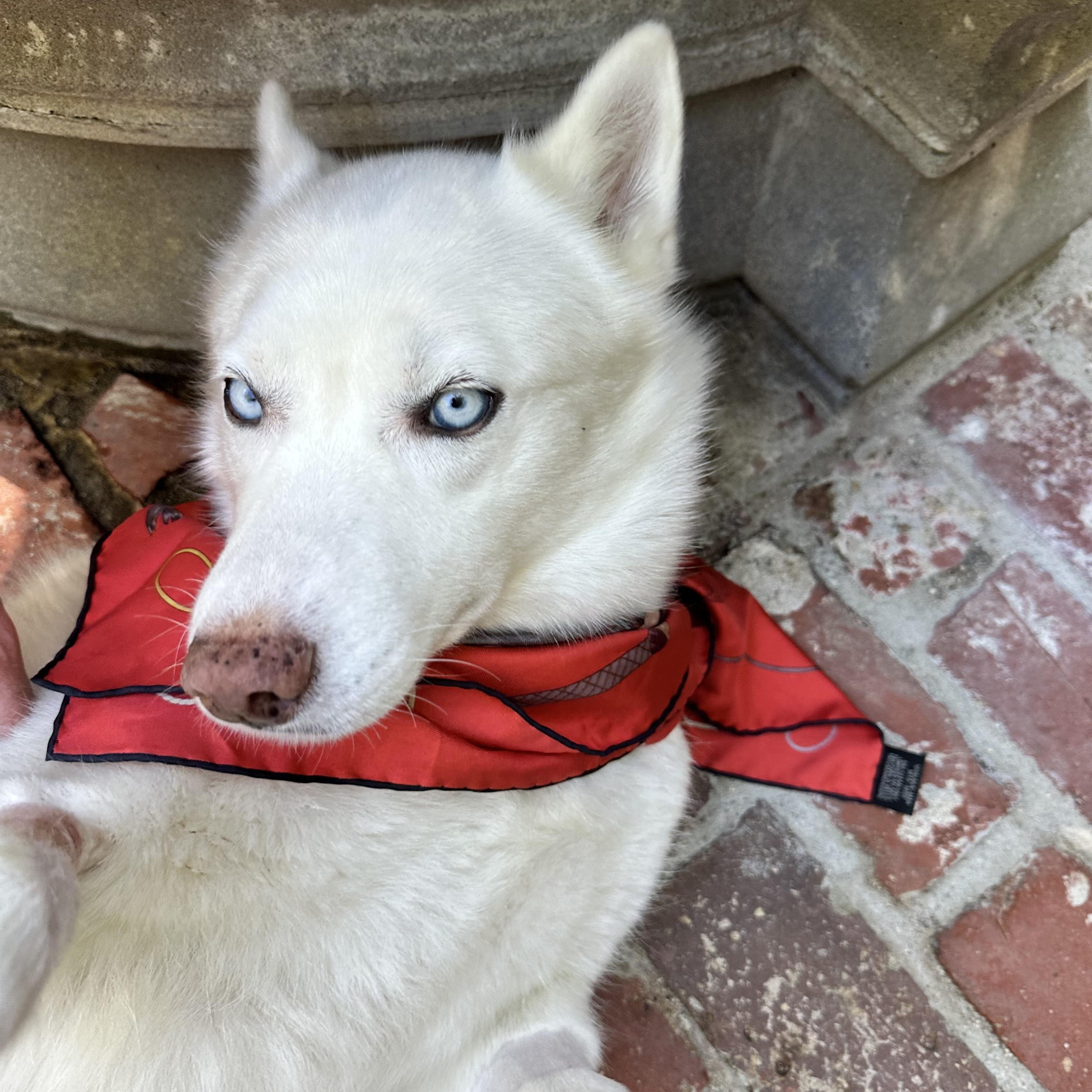 Enlarge Snow, a Adopted mixed breed in West Hollywood, CA image 2/4