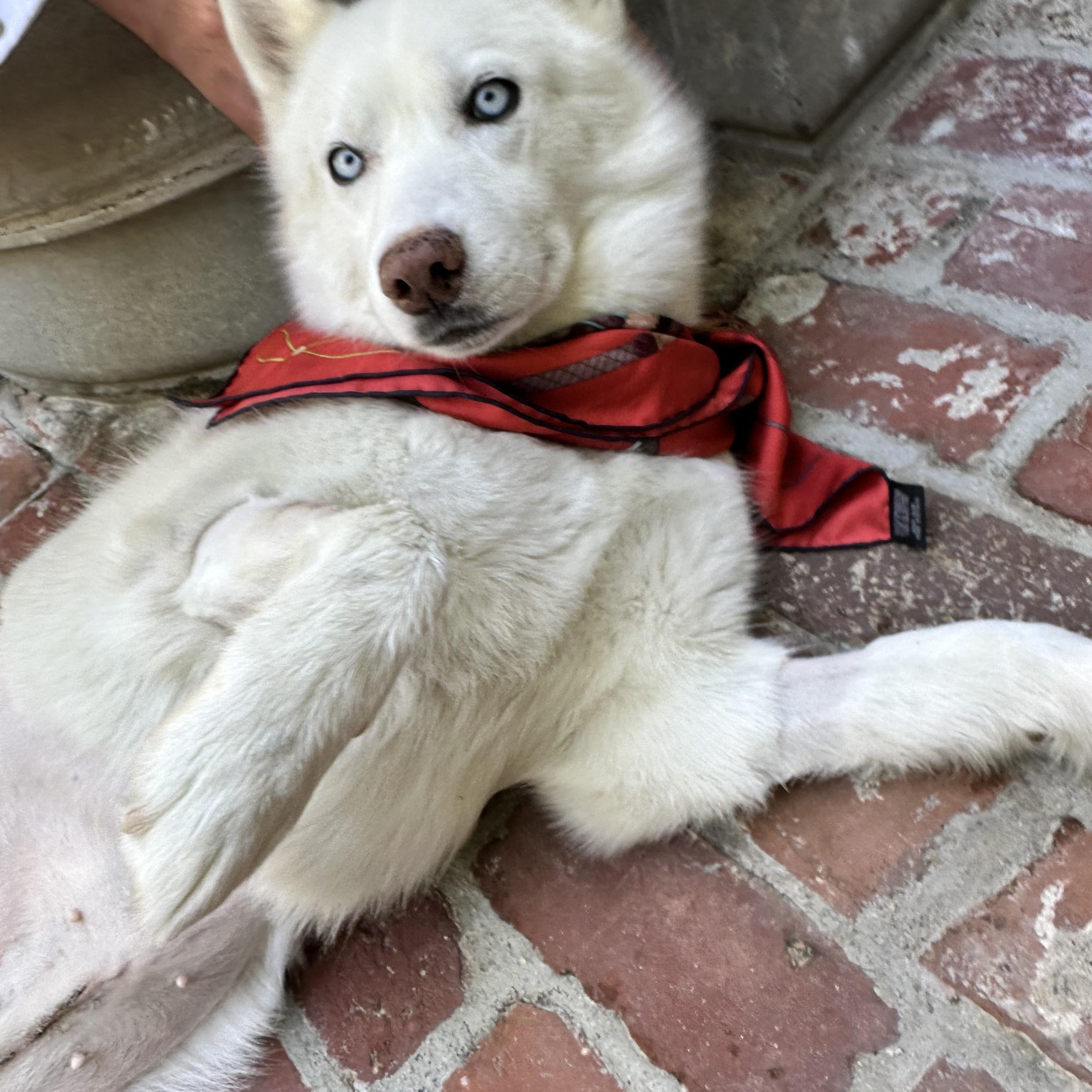 Snow, Adopted, Adult Female Husky.