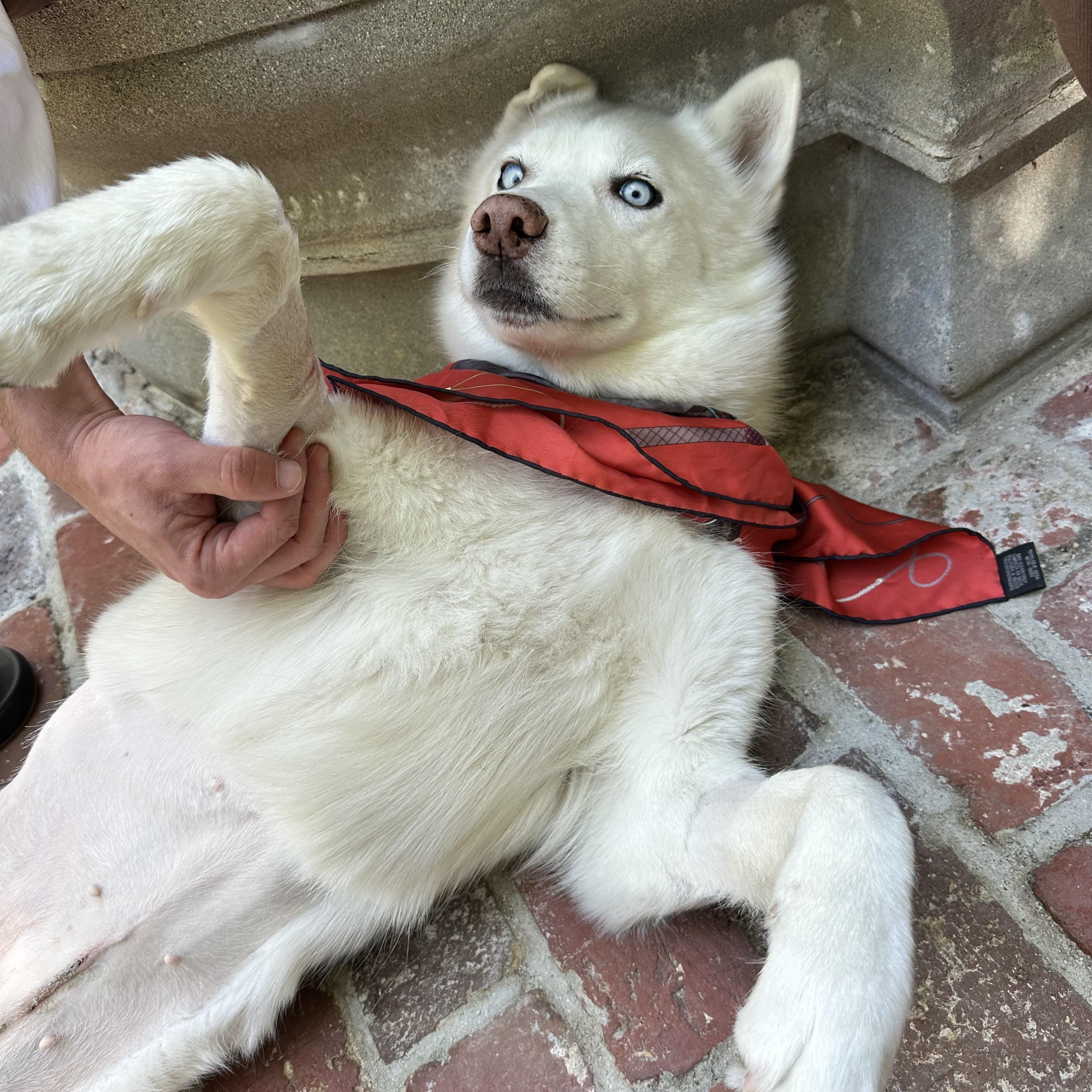 Enlarge Snow, a Adopted mixed breed in West Hollywood, CA image 3/4