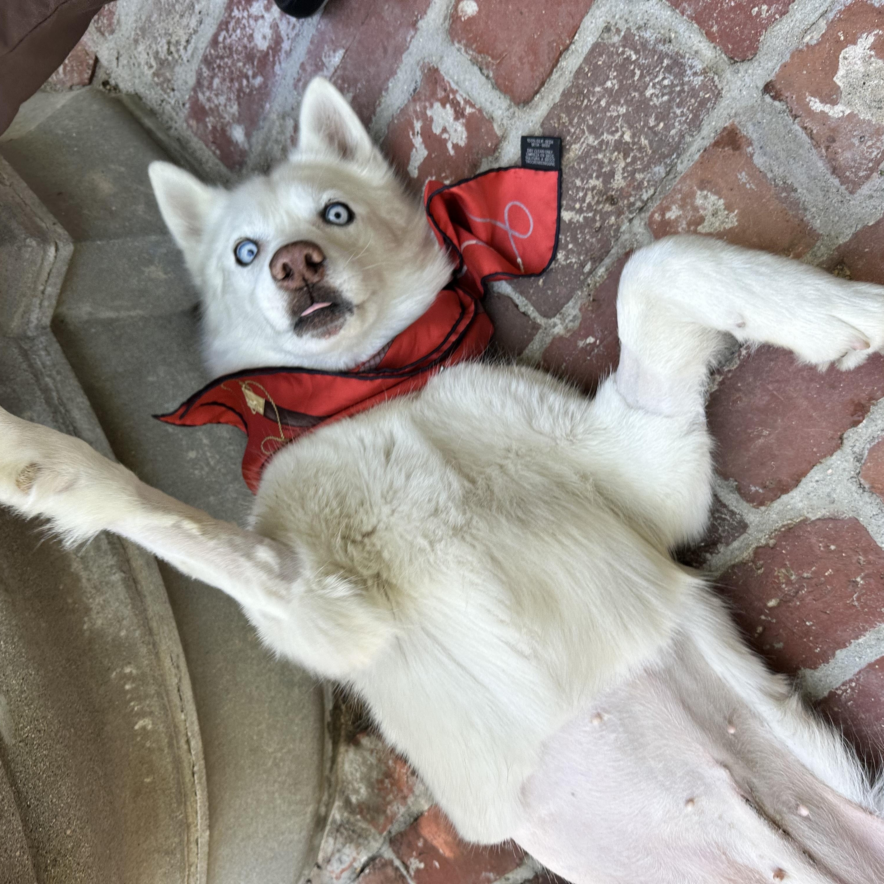 Enlarge Snow, a Adopted mixed breed in West Hollywood, CA image 4/4
