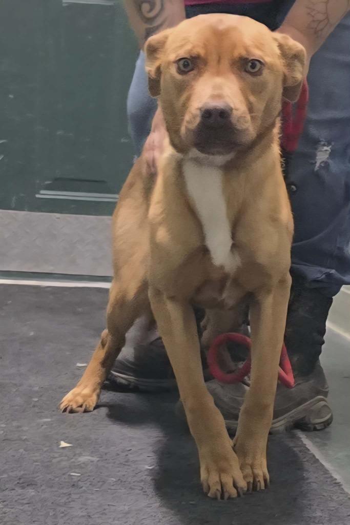 Chompy, Adoptable, Puppy Female Mixed Breed.