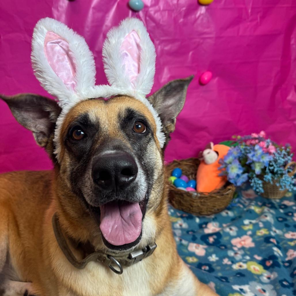 Enlarge Shasta, a Adoptable mixed breed in Fresno, CA image 1/6