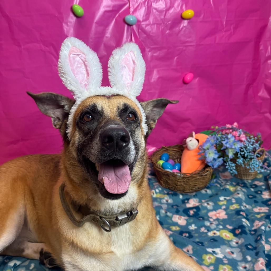 Enlarge Shasta, a Adoptable mixed breed in Fresno, CA image 2/6