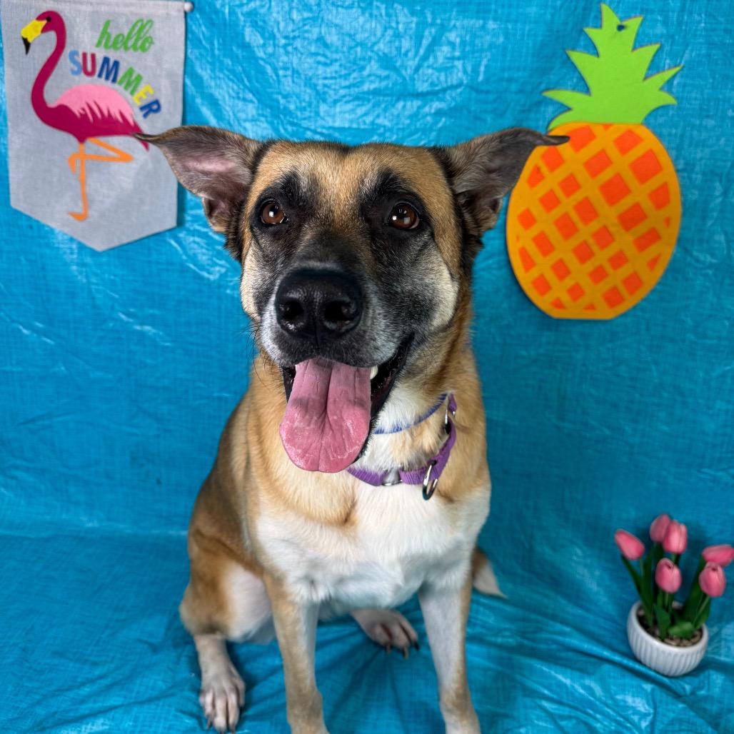 Enlarge Shasta, a Adoptable mixed breed in Fresno, CA image 3/6