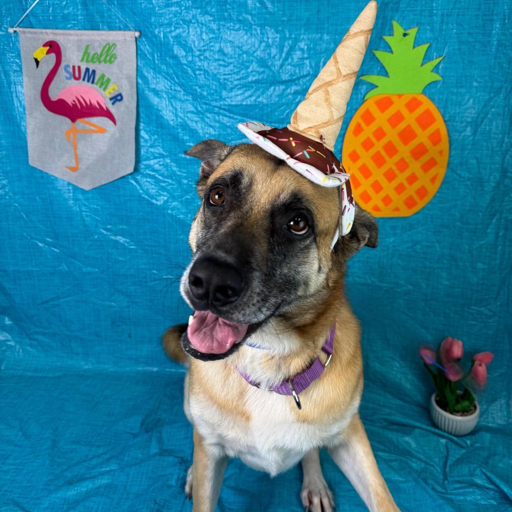 Enlarge Shasta, a Adoptable mixed breed in Fresno, CA image 4/6