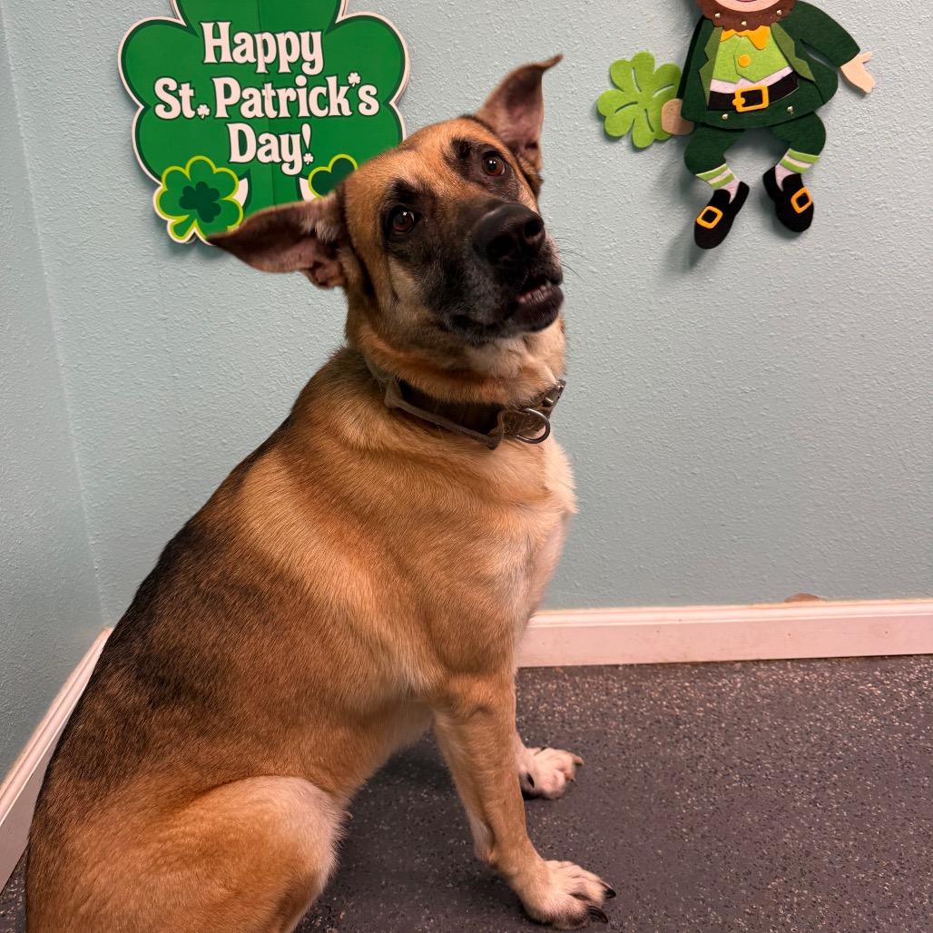 Enlarge Shasta, a Adoptable mixed breed in Fresno, CA image 1/1