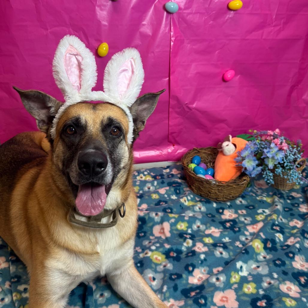 Enlarge Shasta, a Adoptable mixed breed in Fresno, CA image 5/6