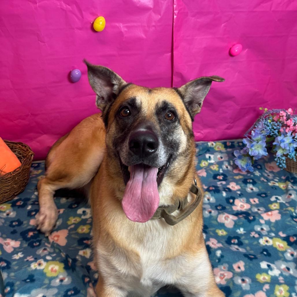 Enlarge Shasta, a Adoptable mixed breed in Fresno, CA image 6/6