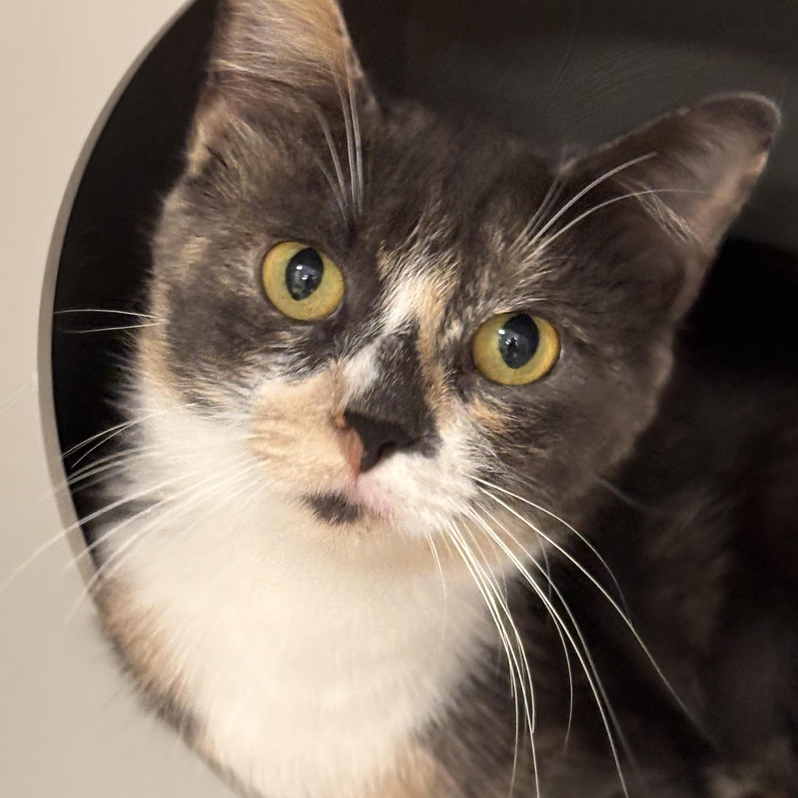 Prudence, Adoptable, Adult Female Domestic Short Hair.