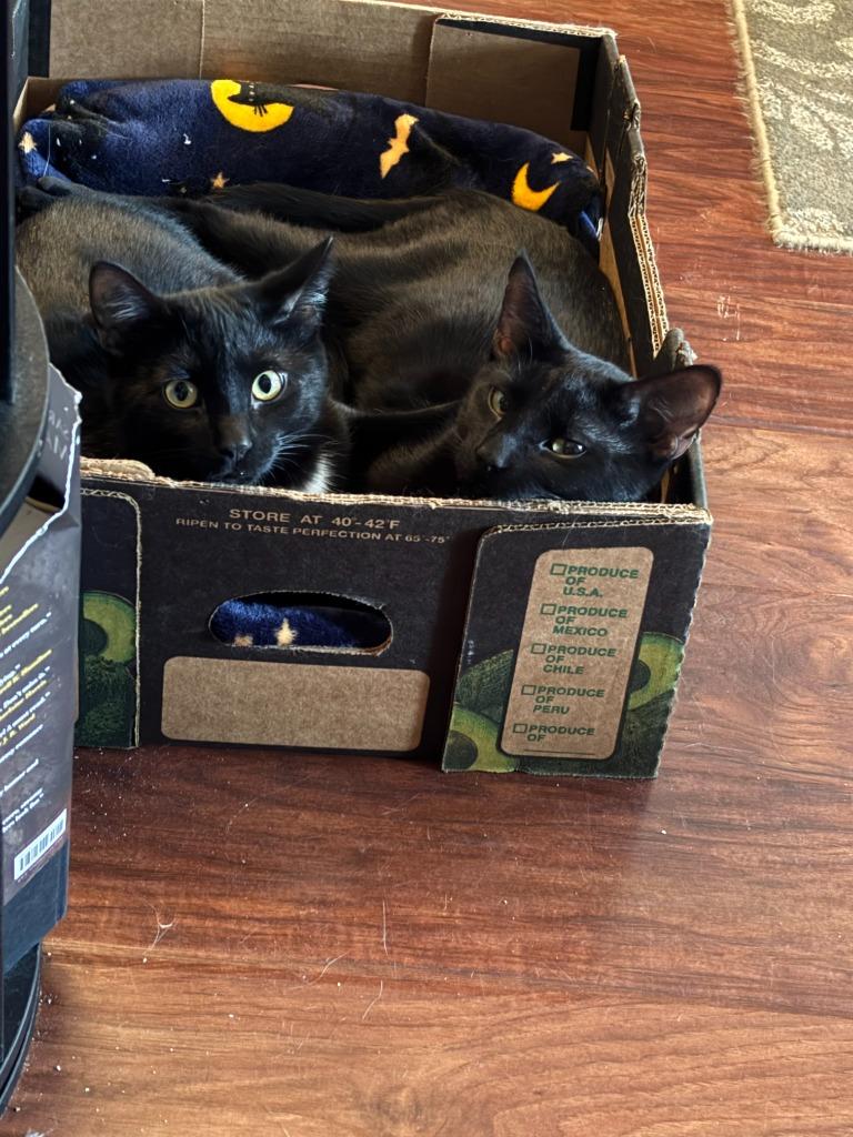 Onyx, Adoptable, Young Male Domestic Short Hair.