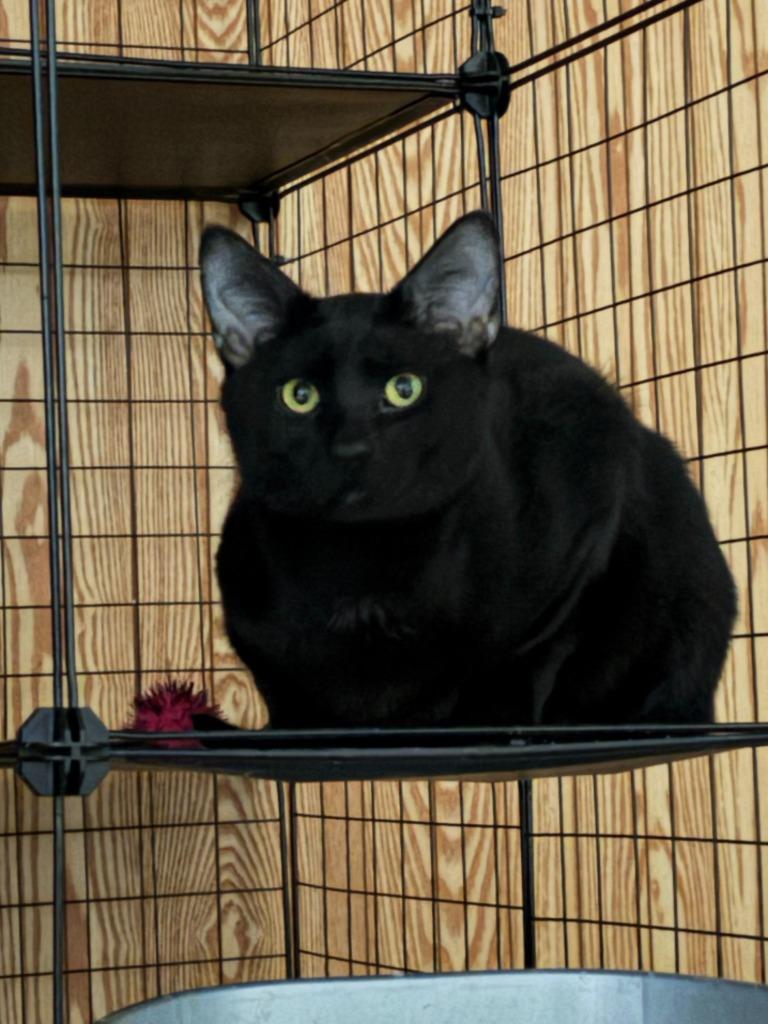 Onyx, Adoptable, Young Male Domestic Short Hair.