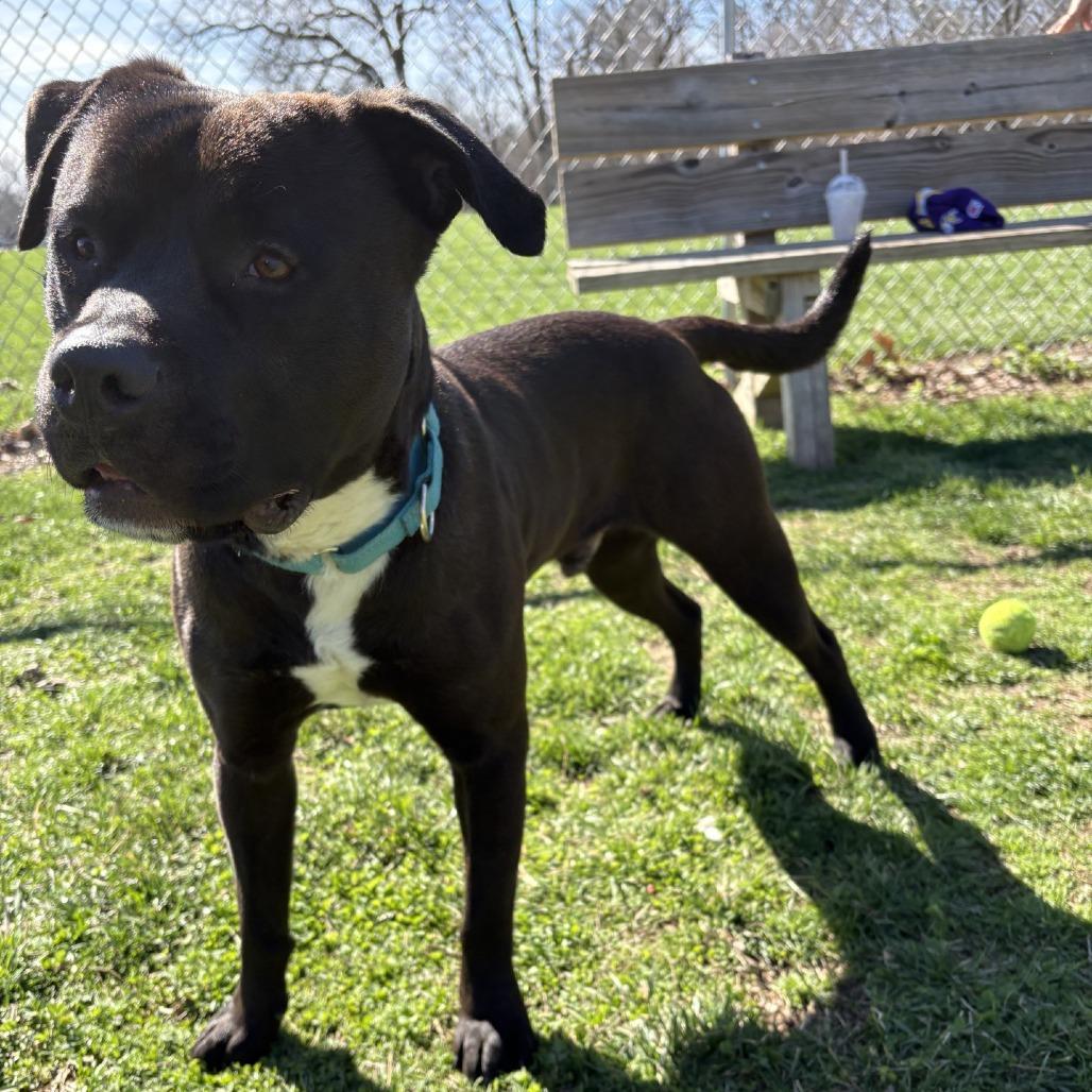 Boogie, a Adoptable mixed breed in Indianapolis, IN image 1/4