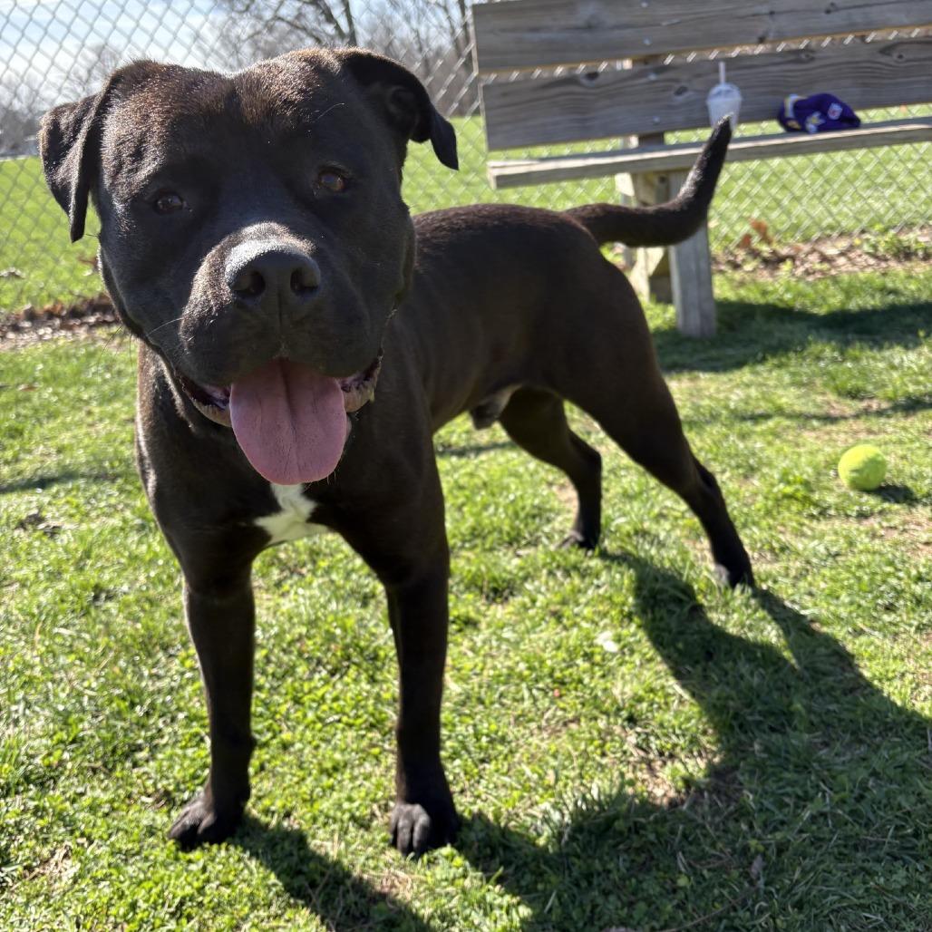 Boogie, a Adoptable mixed breed in Indianapolis, IN image 2/4