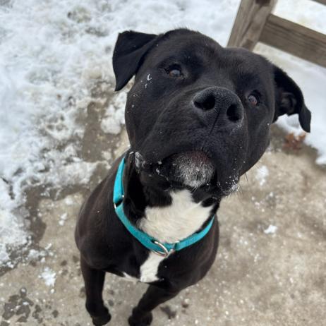 Boogie, a Adoptable mixed breed in Indianapolis, IN image 3/4