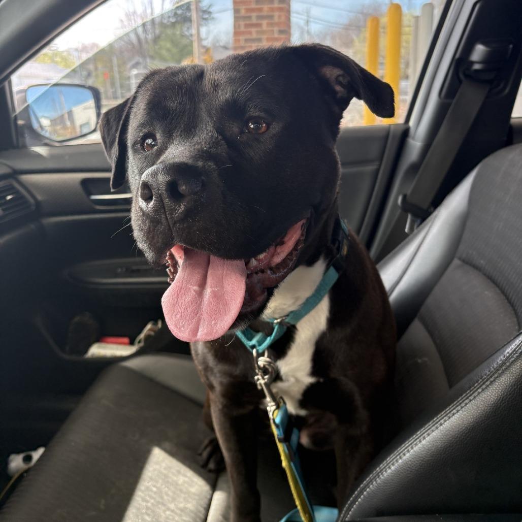 Boogie, a Adoptable mixed breed in Indianapolis, IN image 4/4