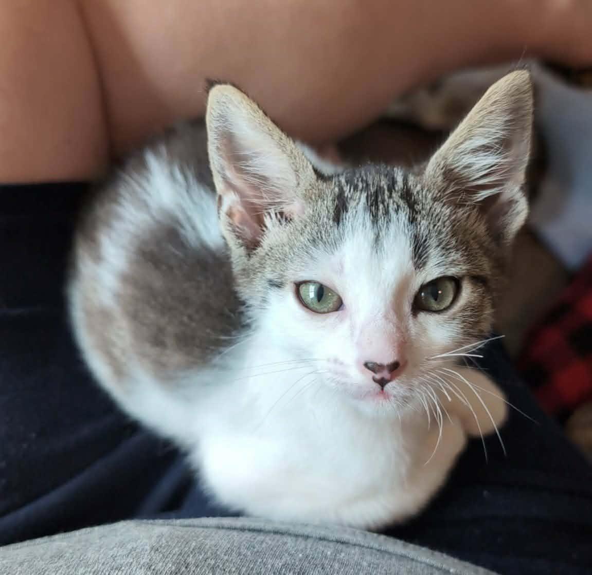 Timmy, adopted, Kitten Male Domestic Short Hair.