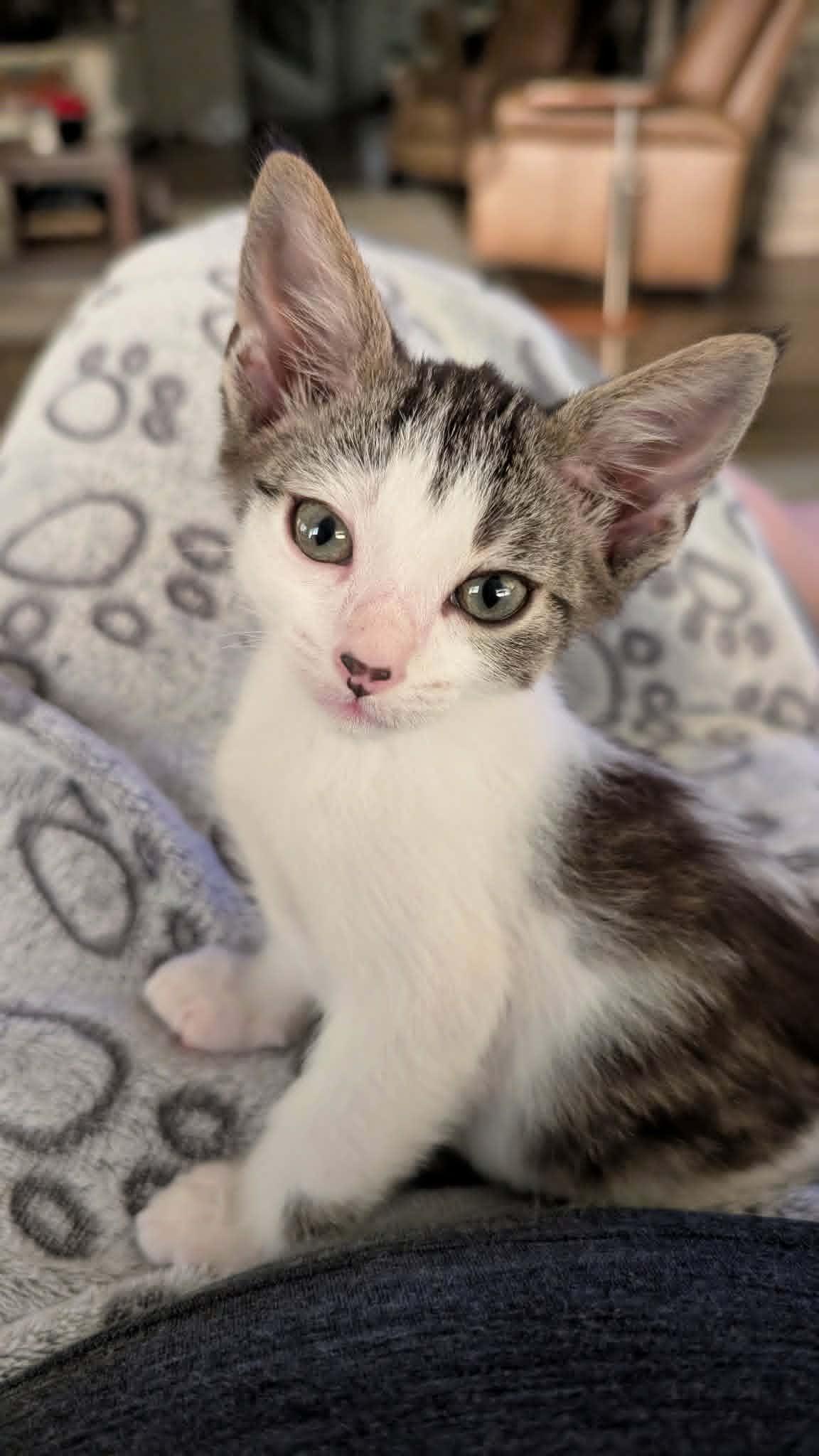 Timmy, an adopted Domestic Short Hair in Sioux Falls, SD image 2/2