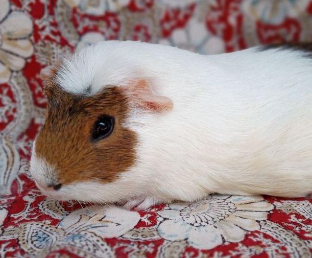 Enlarge Tina, an adoptable Short-Haired in Goleta, CA image 1/2